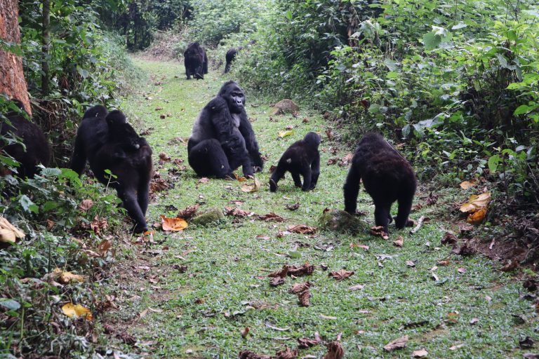 Dag 6 – Bwindi og gorillaer